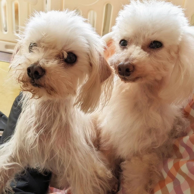 2024年3月・4月の収支報告とチャリティーウェア販売のお知らせ