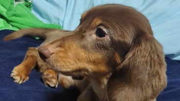 【お願い】1歳Laniを先天性門脈体循環シャントから助けたい のトップ画像