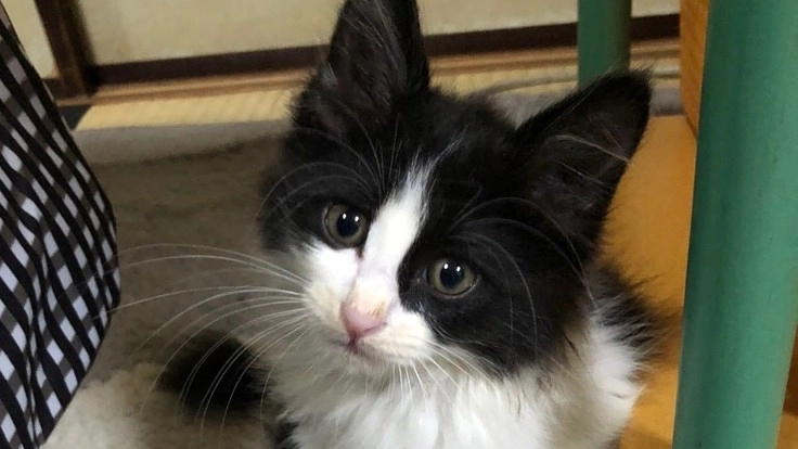 ハチワレ猫ハチ君の尿道欠損手術費