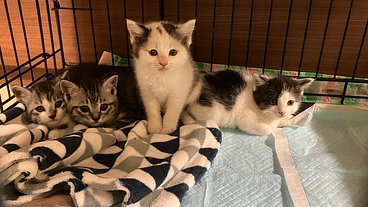 愛知県豊川市 | 野良・捨て猫18匹の子猫を里親へ！ のトップ画像