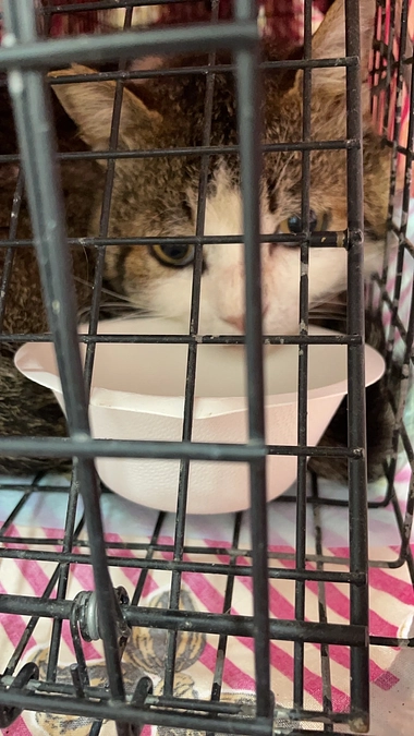 たぶん。。。迷子猫さんです🐱