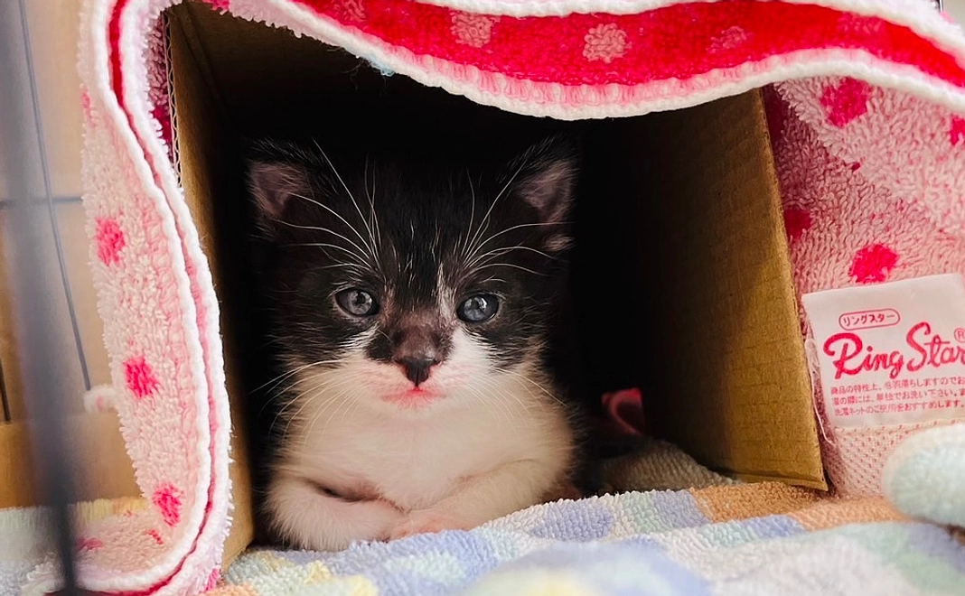 完全寄付型　リターン品無し