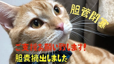 胆管閉塞を発症！胆嚢摘出・服薬始まります。 のトップ画像