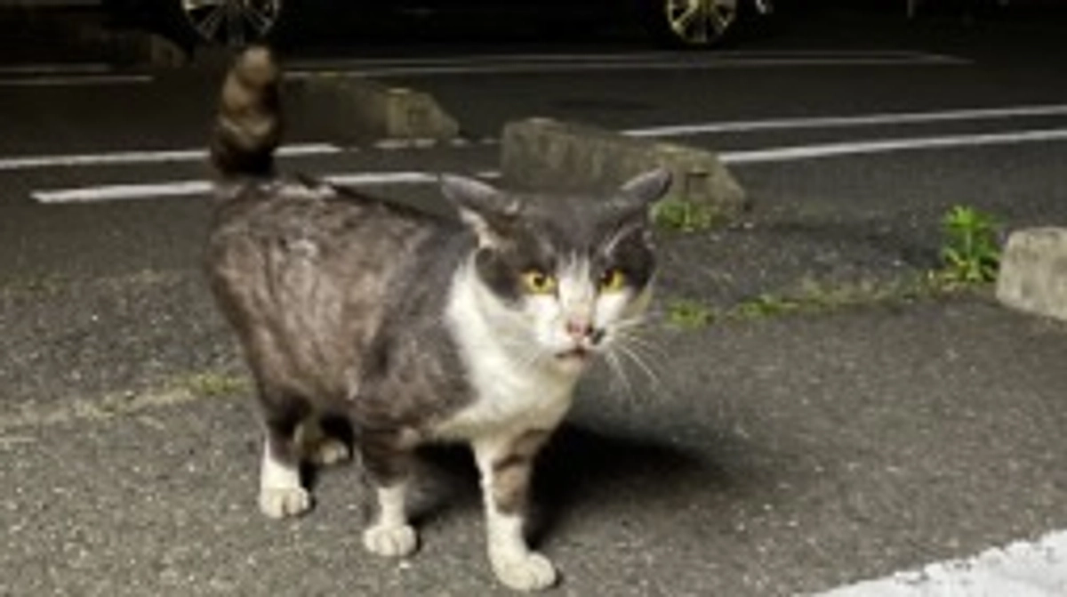 地域猫の鼻黒くん