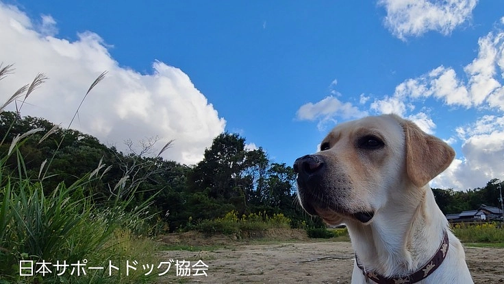 第2弾｜これからも補助犬を社会に送りだすために！育成費のご支援を