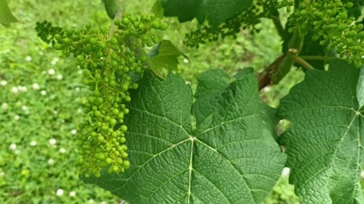 山梨大学作出ワイン用品種「ヤマ・ソービニオン」「ヤマブラン」