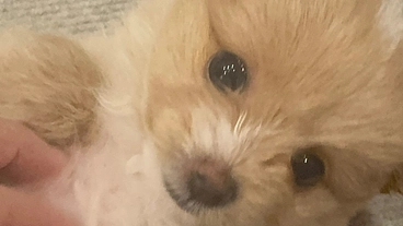 動脈管開存症と診断さたチャコ丸と一緒にこれからも生きていきたい のトップ画像