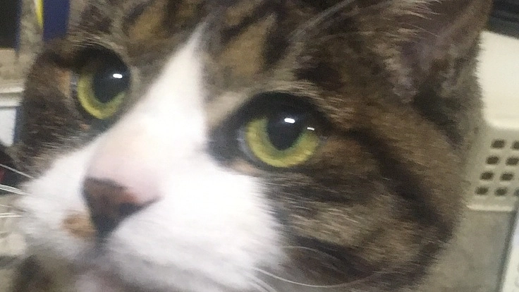 飼い猫のニャン太をリンパ腫から救ってください