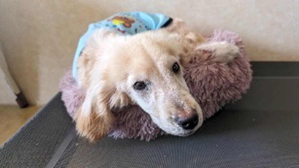 シェルターの活動報告