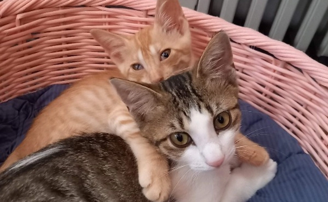 応援コース|3,000円