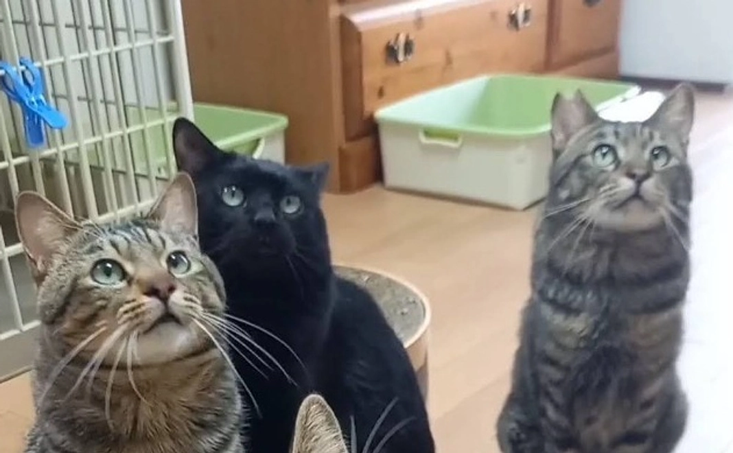 朋猫ハウス体験コース