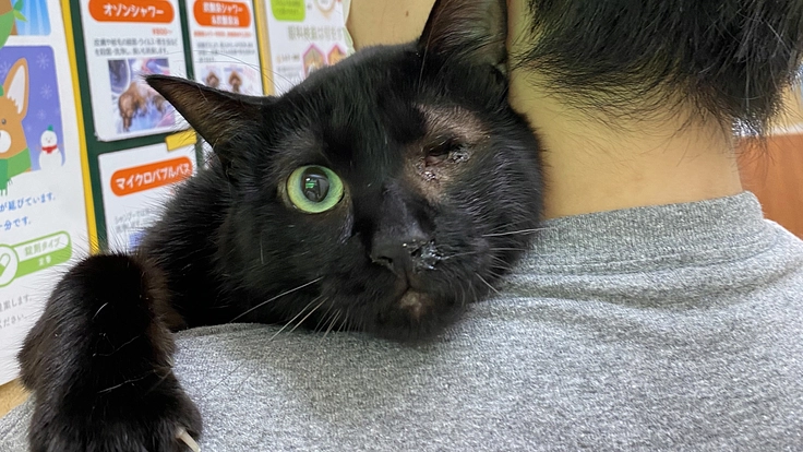 ちよだニャンとなる会|老猫ホーム&ホスピス併設のカフェを神保町に!