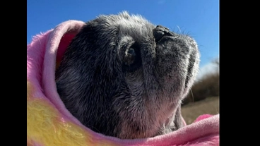 口腔悪性黒色種（ステージ4）ジョーにご支援よろしくお願いします のトップ画像