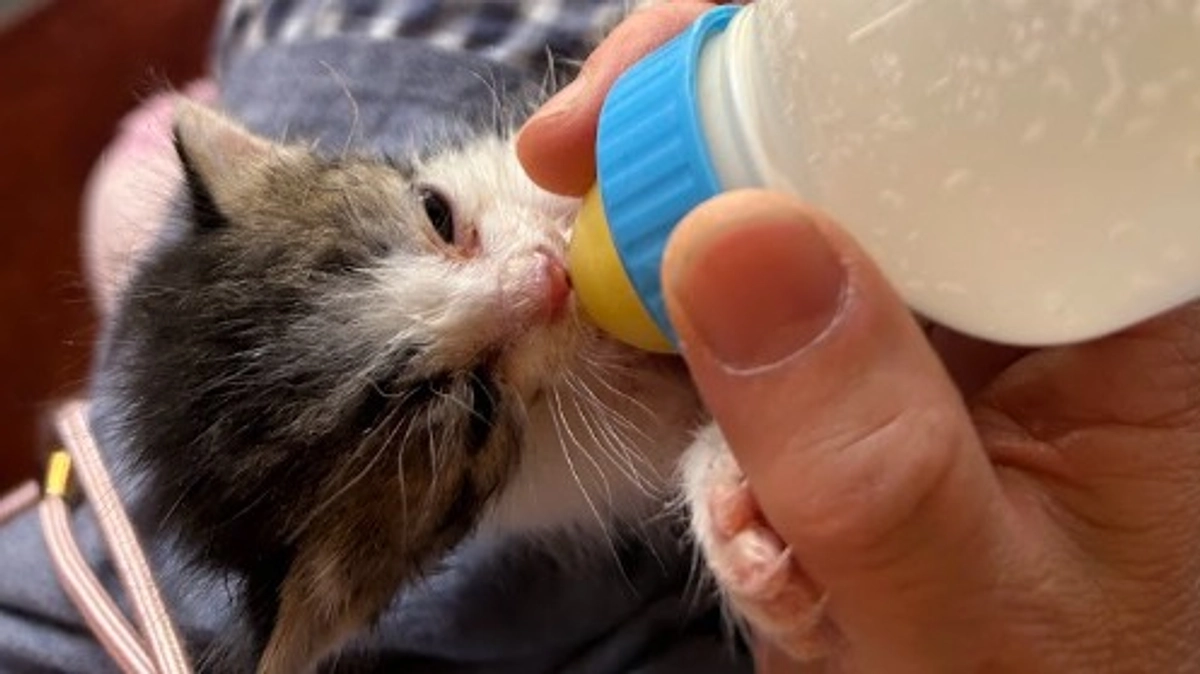 【保護ヘルプ真っただ中！】