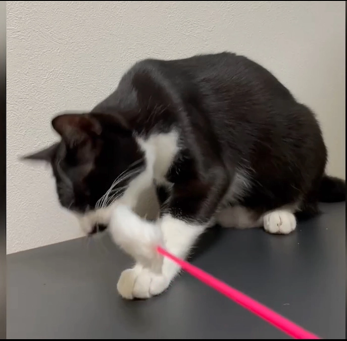 ハッチ　トライアル頑張っています！