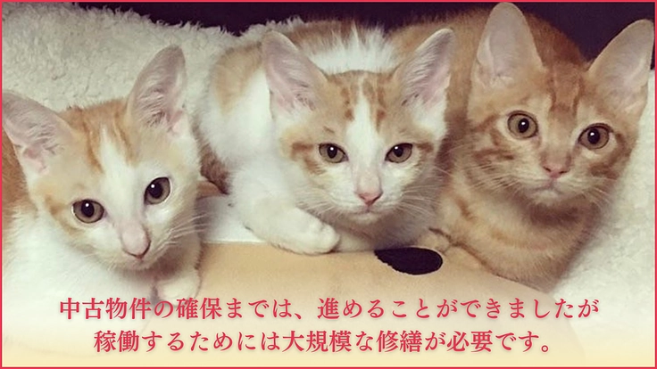 ねこの古都なら｜猫と人の温かいご縁を繋ぐ。開放型シェルターの開設へ 3枚目