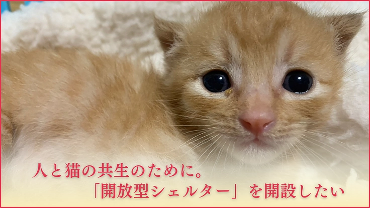 ねこの古都なら｜猫と人の温かいご縁を繋ぐ。開放型シェルターの開設へ 4枚目