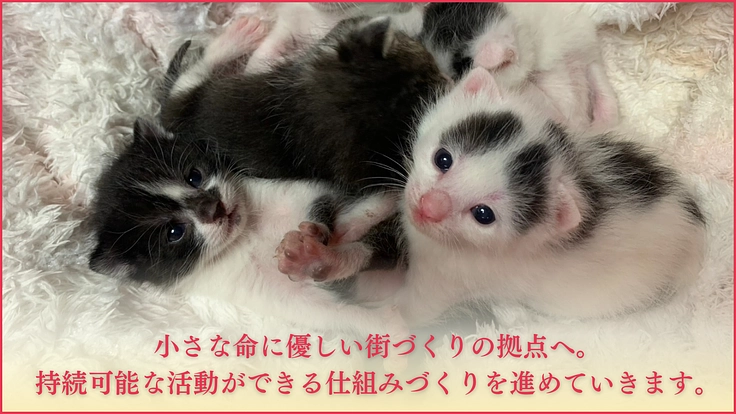 ねこの古都なら｜猫と人の温かいご縁を繋ぐ。開放型シェルターの開設へ 5枚目