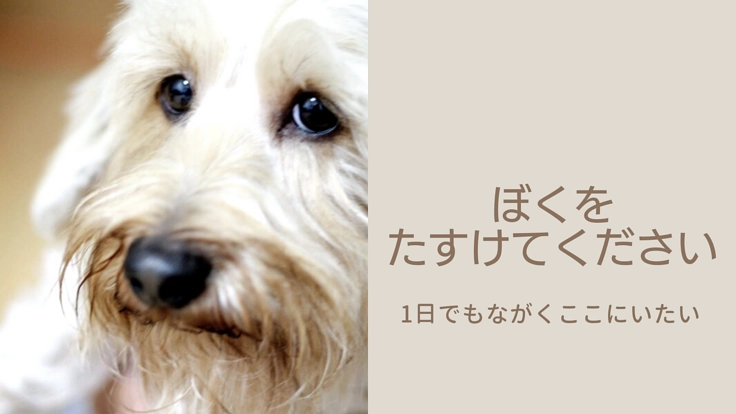 【僧帽弁閉鎖不全症】心臓病で余命宣告された愛犬エニーを救いたい！