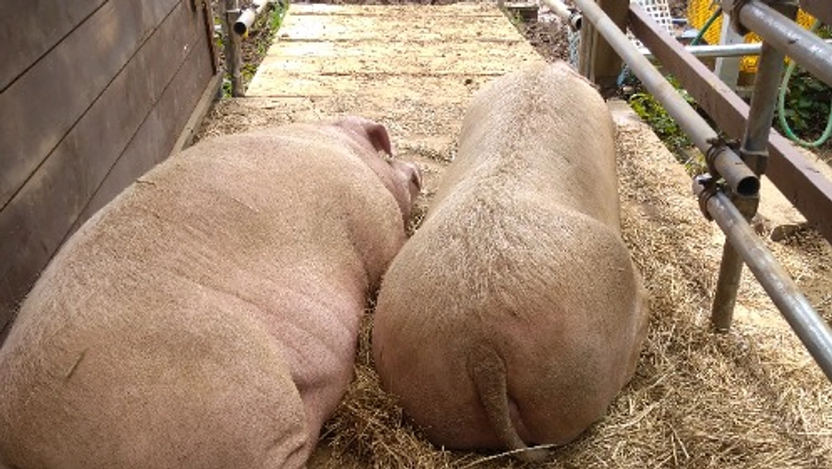 お名前発表！まずはひかり＆大地