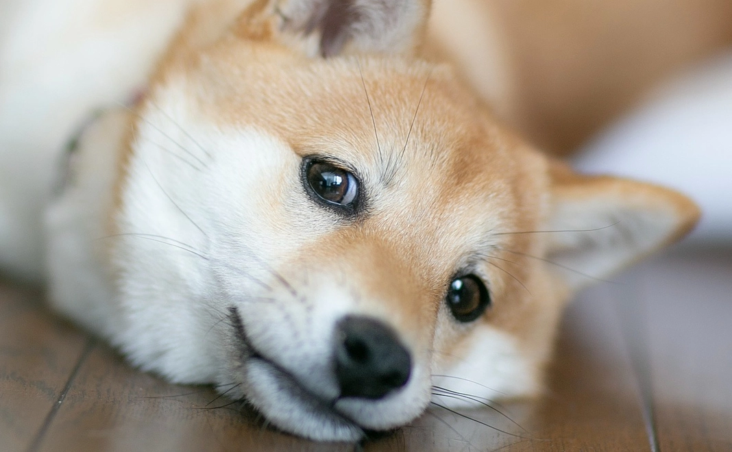 ここちゃんから感謝のメールとオリジナルプリントL版サイズ3枚セット