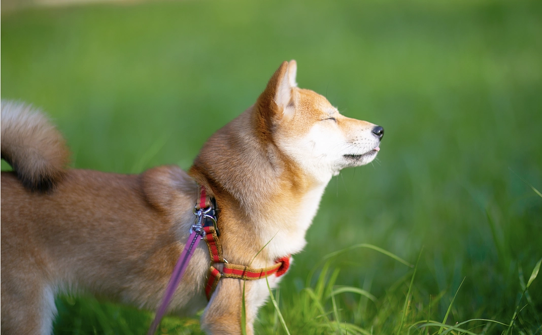 ここちゃんから感謝のメールとオリジナルプリントL版サイズ5枚セット