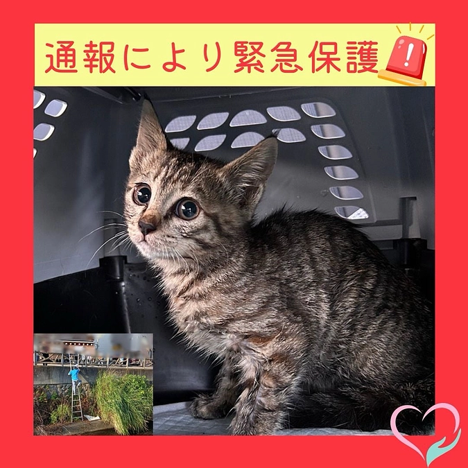 川に転落？！SOSを求める仔猫の声・・・