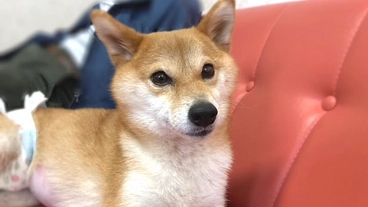 消化器型リンパ腫の豆柴そら、抗がん剤の治療費をご支援おねがいします のトップ画像