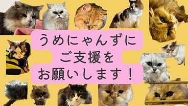 がん闘病のママを待つにゃんずにご支援を！ のトップ画像