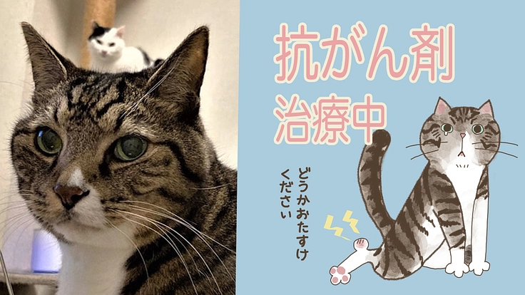 我が家のピーちゃんの治療を手助けください