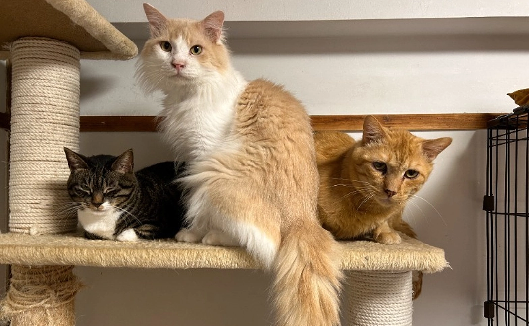 猫の森応援コース｜500円