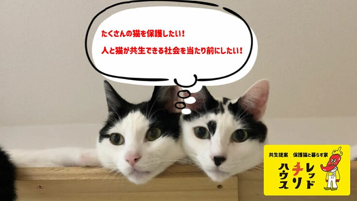 保護猫と暮らす家を設立したい。人間と猫が共生する社会を目指して!