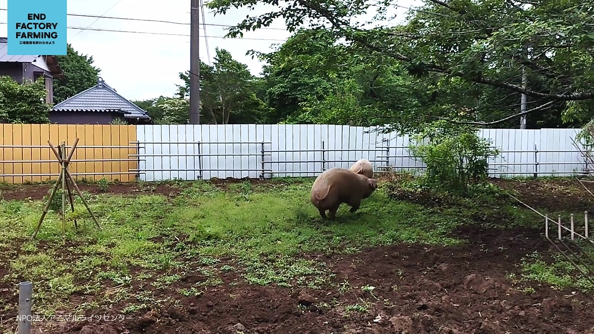 動物の未来コテージのひかりちゃん、走る