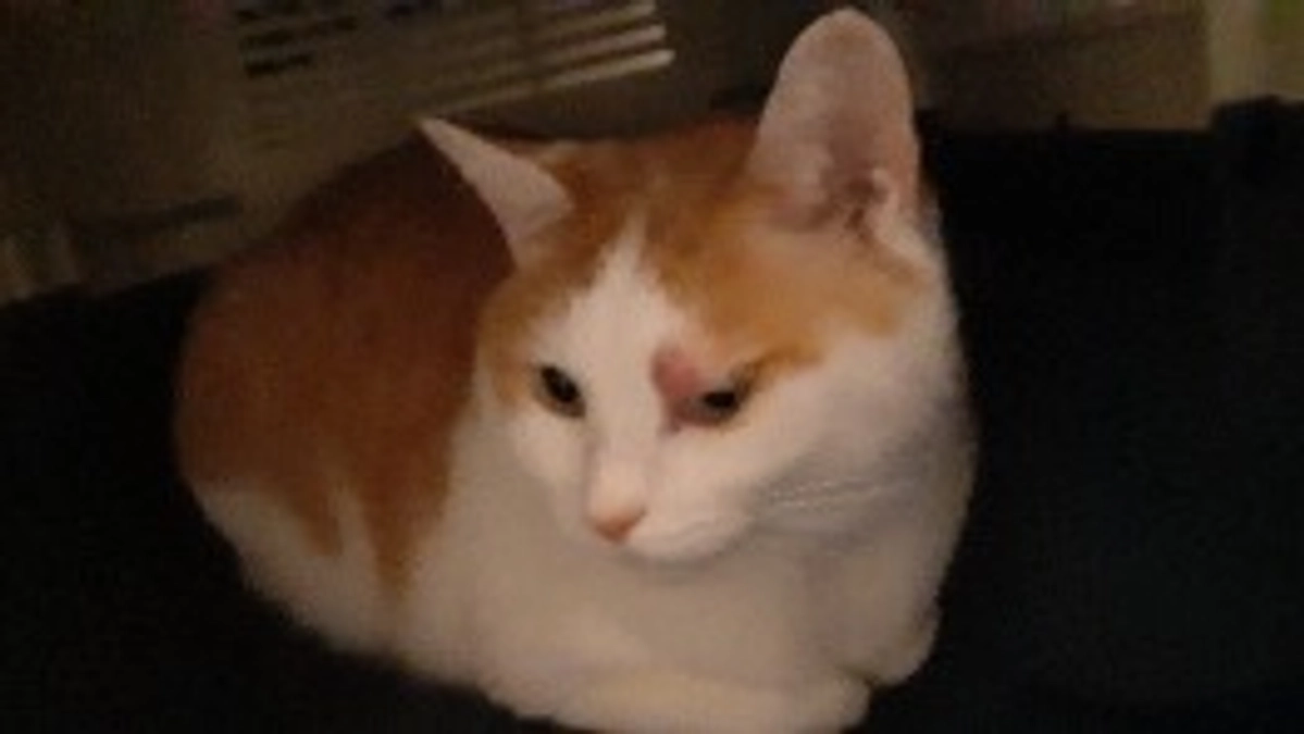 【ちゃたん君】の肥満細胞腫について