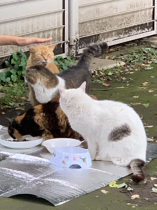活動状況のご報告