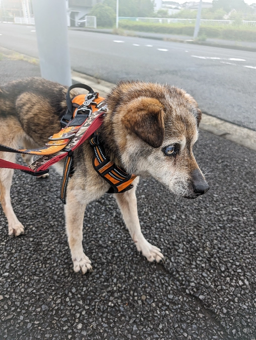 シェルターの活動報告とチャリティーグッズ販売最終日のお知らせ