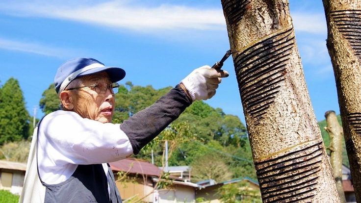 静岡の漆文化を世界に!「漆の地産地消」を目指します!