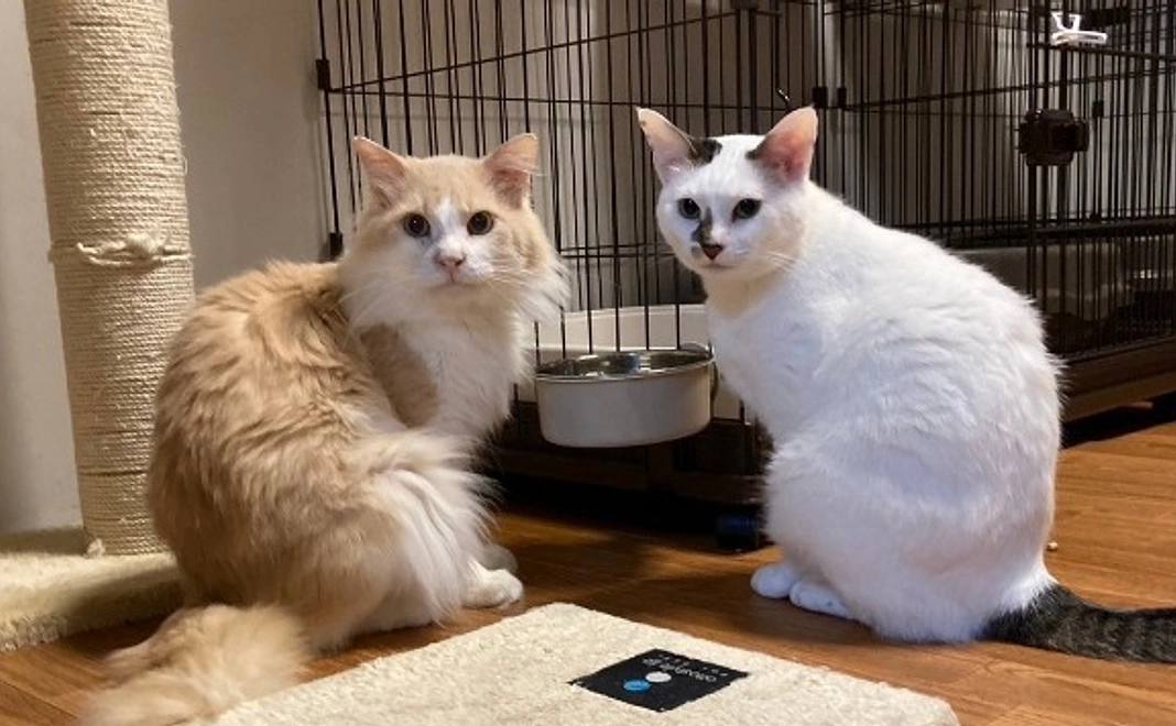 猫の森応援コース｜10,000円