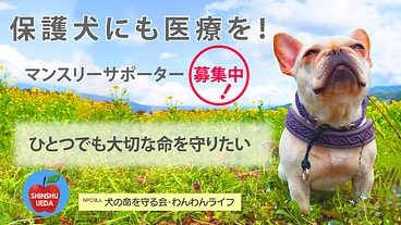 保護犬にも医療を！マンスリーサポーター募集中 のトップ画像