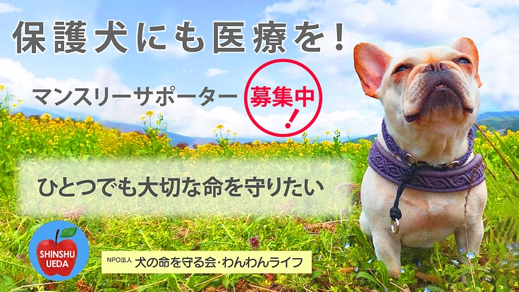 保護犬にも医療を！マンスリーサポーター募集中