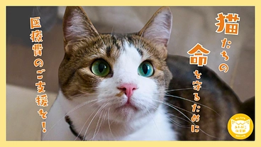 【第6弾】阿波の猫たちを救う。過酷な環境で暮らす猫の命を守るために のトップ画像