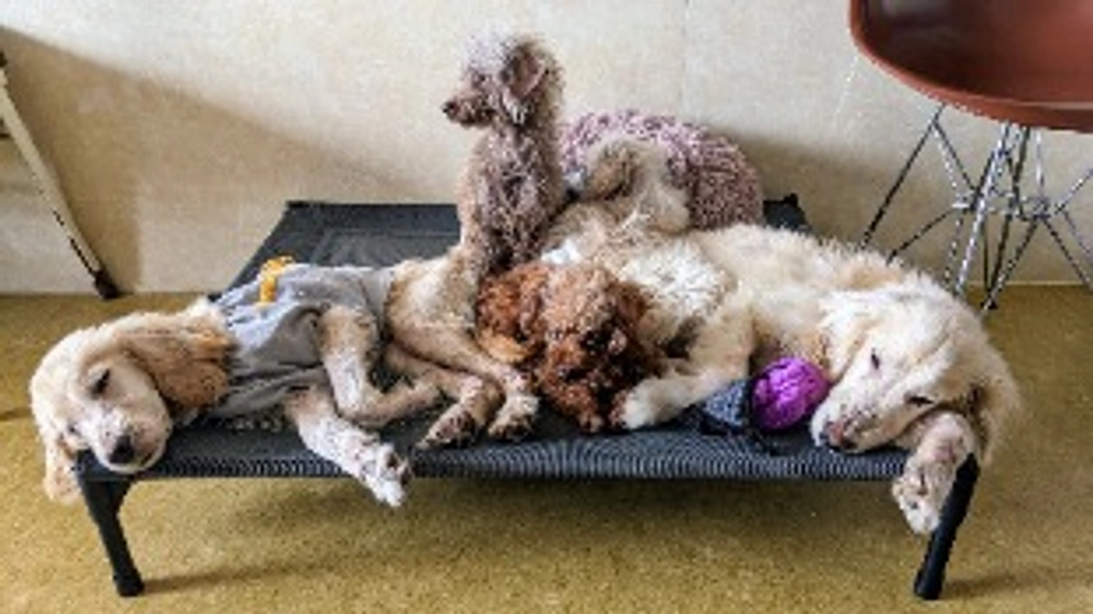 シェルターの近況