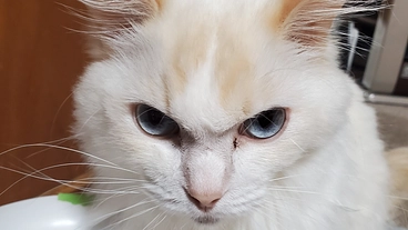 猫のココを助けてください のトップ画像