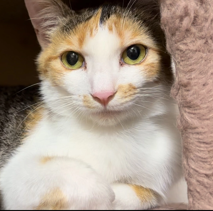 三毛猫のふうちゃん　明日、譲渡会に参加します！