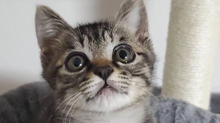 離島で生きていけない猫ちゃんの保護活動