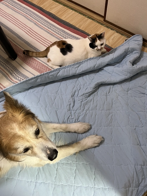 【活動報告】看板犬トットおじいちゃんの救急処置