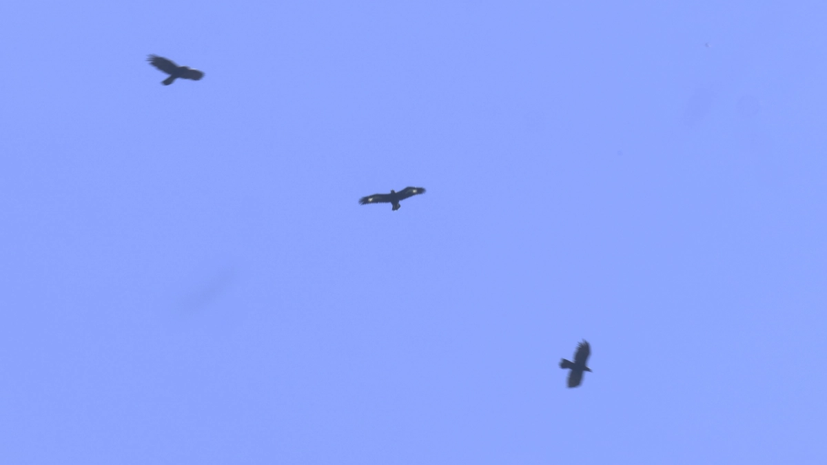 伊吹山のイヌワシ幼鳥の名前が決まりました！