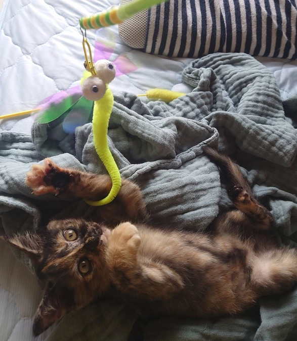 【活動報告】オリビアちゃんがトライアル開始しました