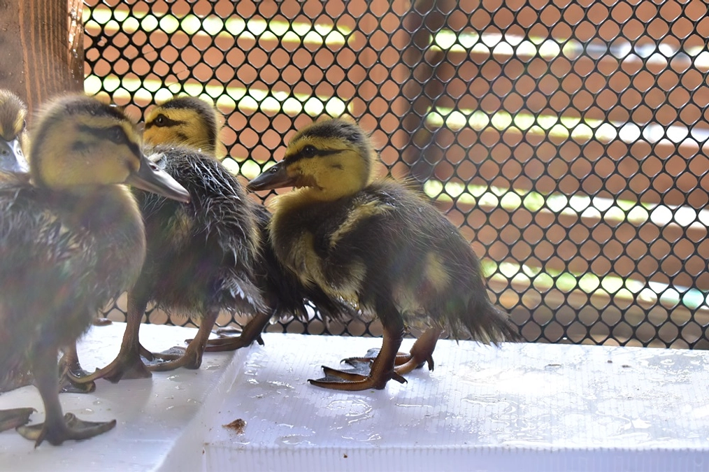 【保護情報】孤児となったカルガモのヒナ