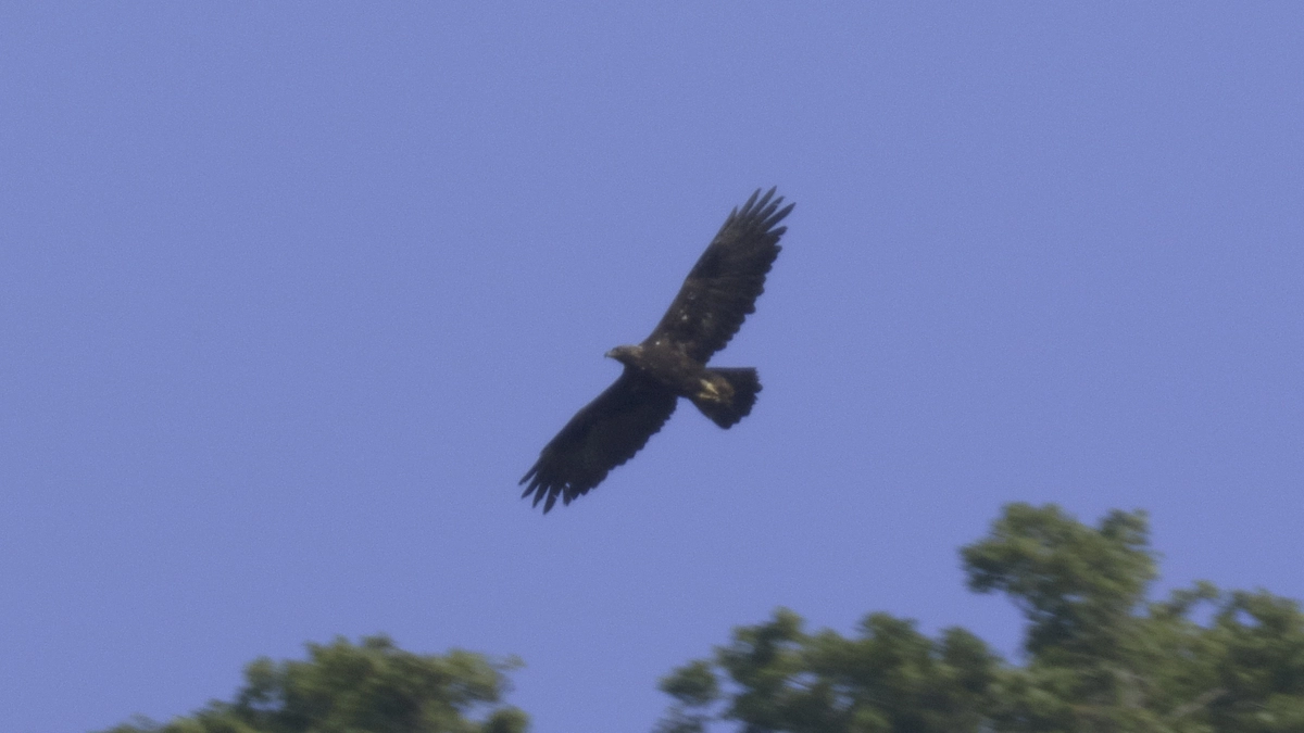 伊吹山のイヌワシ繁殖状況2024年6月11日　近くでクマも子育て